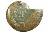 Cut & Polished Ammonite Fossil (Half) - Madagascar #354131-1